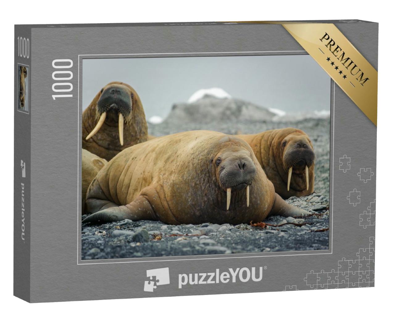 Puzzle 1000 Teile „Walrosse liegen an einem Strand in der Arktis“