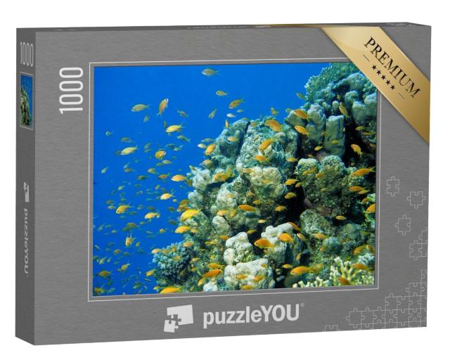 Puzzle 1000 Teile „Anthias Fahnenbarsche am tropischen Korallenriff im Roten Meer, Ägypten“