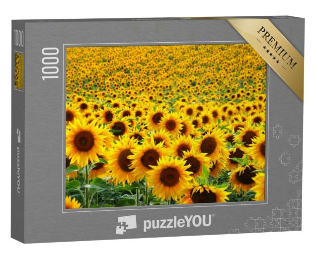 Puzzle 1000 Teile „Sonnenblumenfeld“