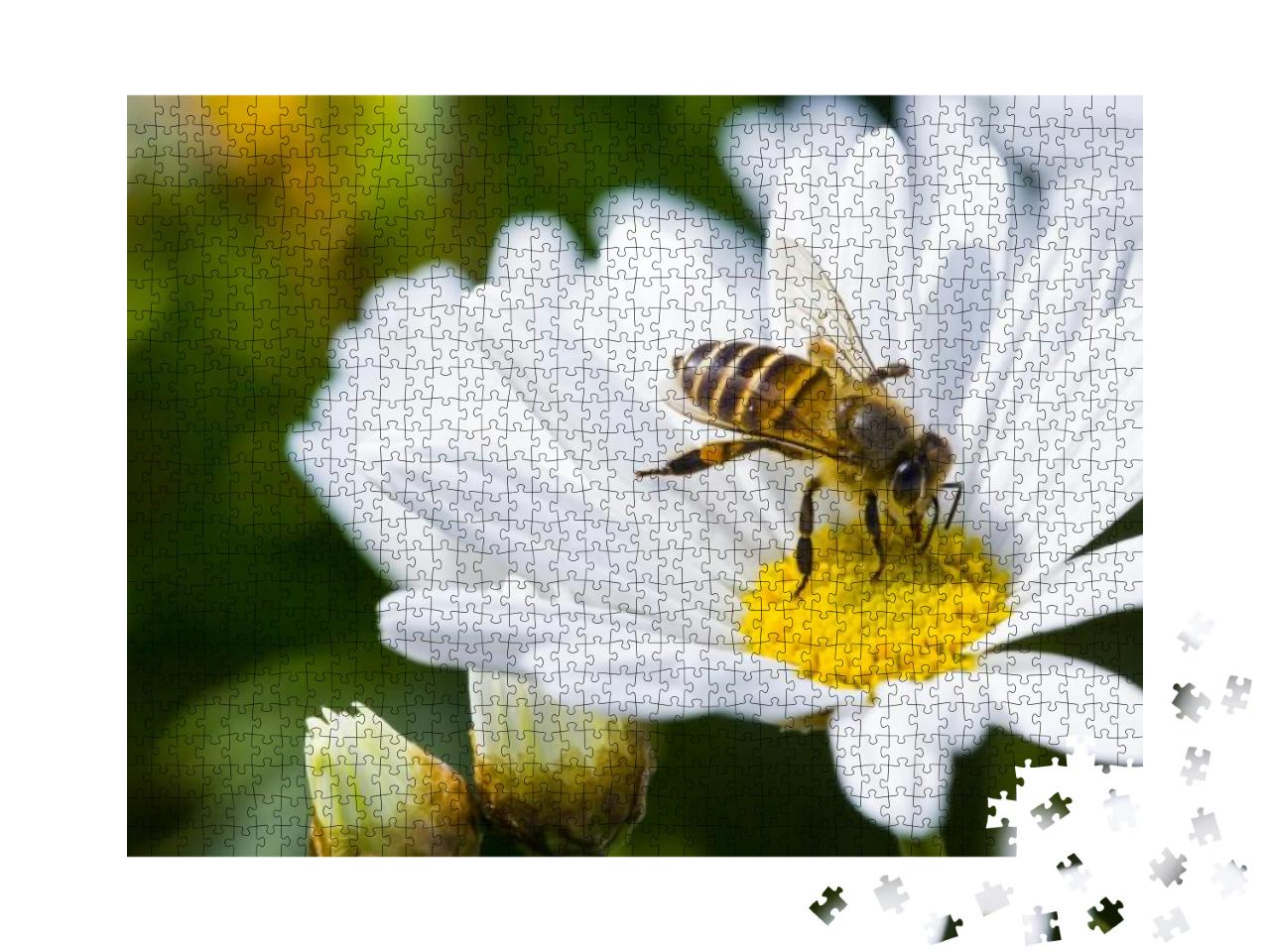 Puzzle 1000 Teile „Gänseblümchen und Biene im Frühling“