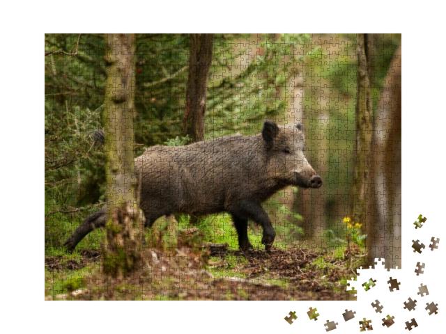 Puzzle 1000 Teile „Wildschwein in den Wäldern der Tschechischen Republik“