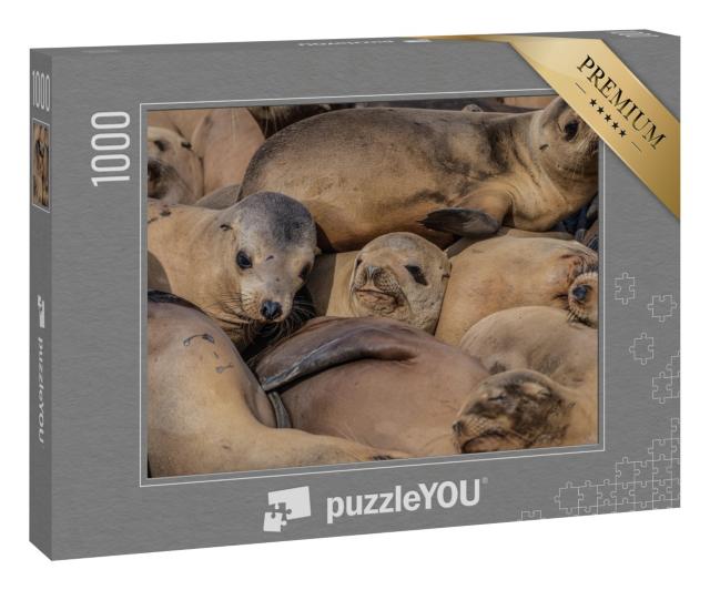 Puzzle 1000 Teile „Eine dichtgedrängte Herde schlafender Robben“