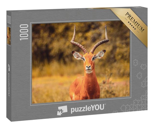 Puzzle 1000 Teile „Impala-Antilope“