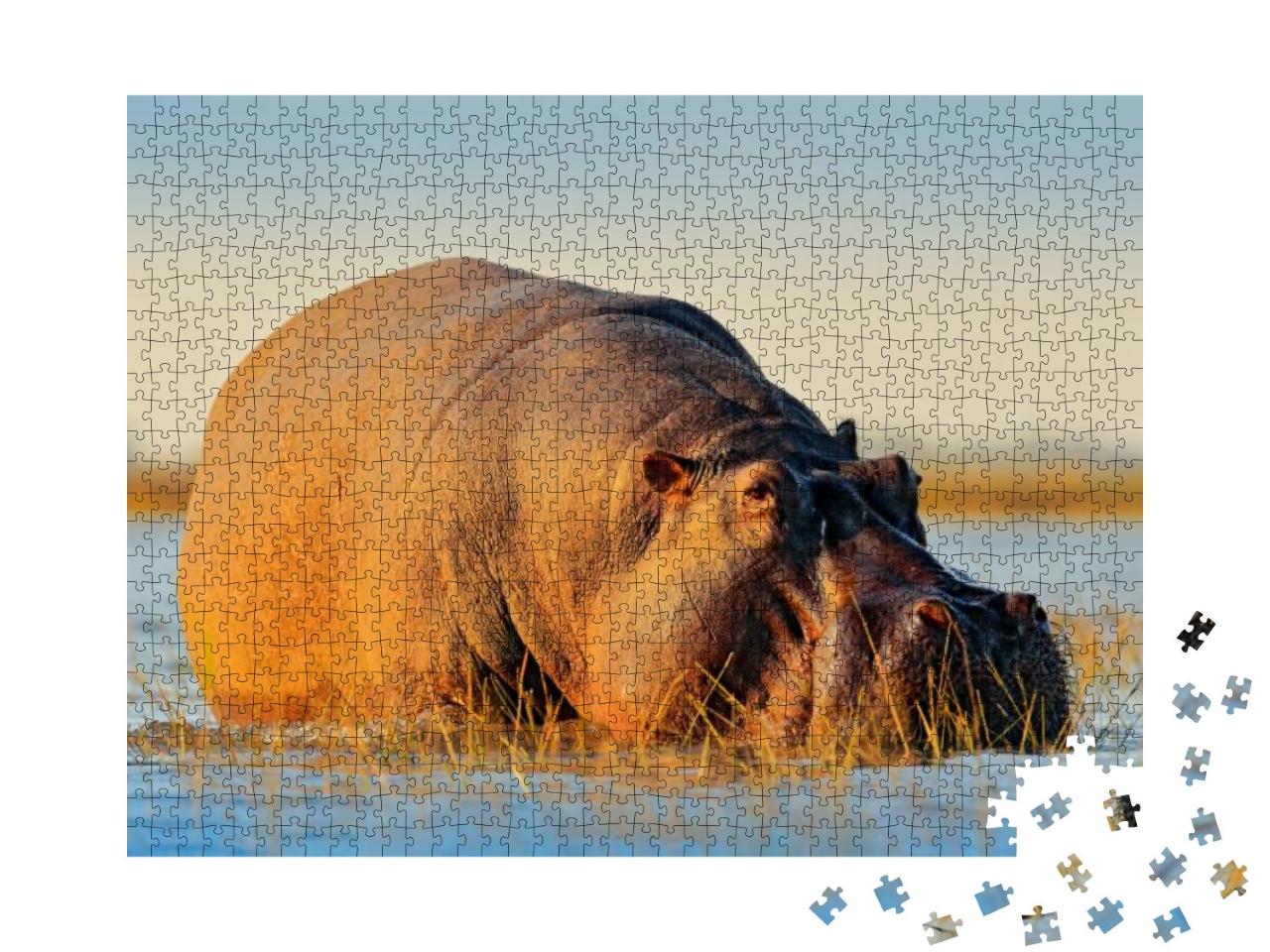 Puzzle 1000 Teile „Afrikanisches Flusspferd, Flusspferd Amphibien Capensis, mit Abendsonne, Chobe River, Botswana“