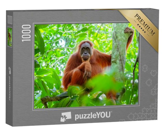 Puzzle 1000 Teile „Weiblicher Orang-Utan, der auf einem Baumstamm sitzt, Indonesien“