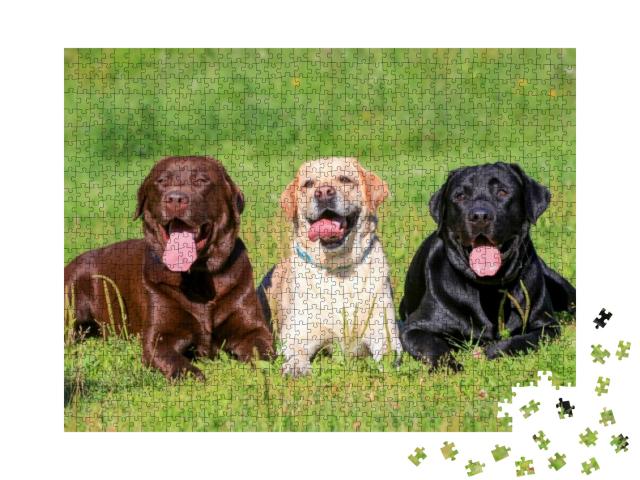Puzzle 1000 Teile „Schwarzer, hellbrauner und brauner Labrador Retriever auf einer Wiese“