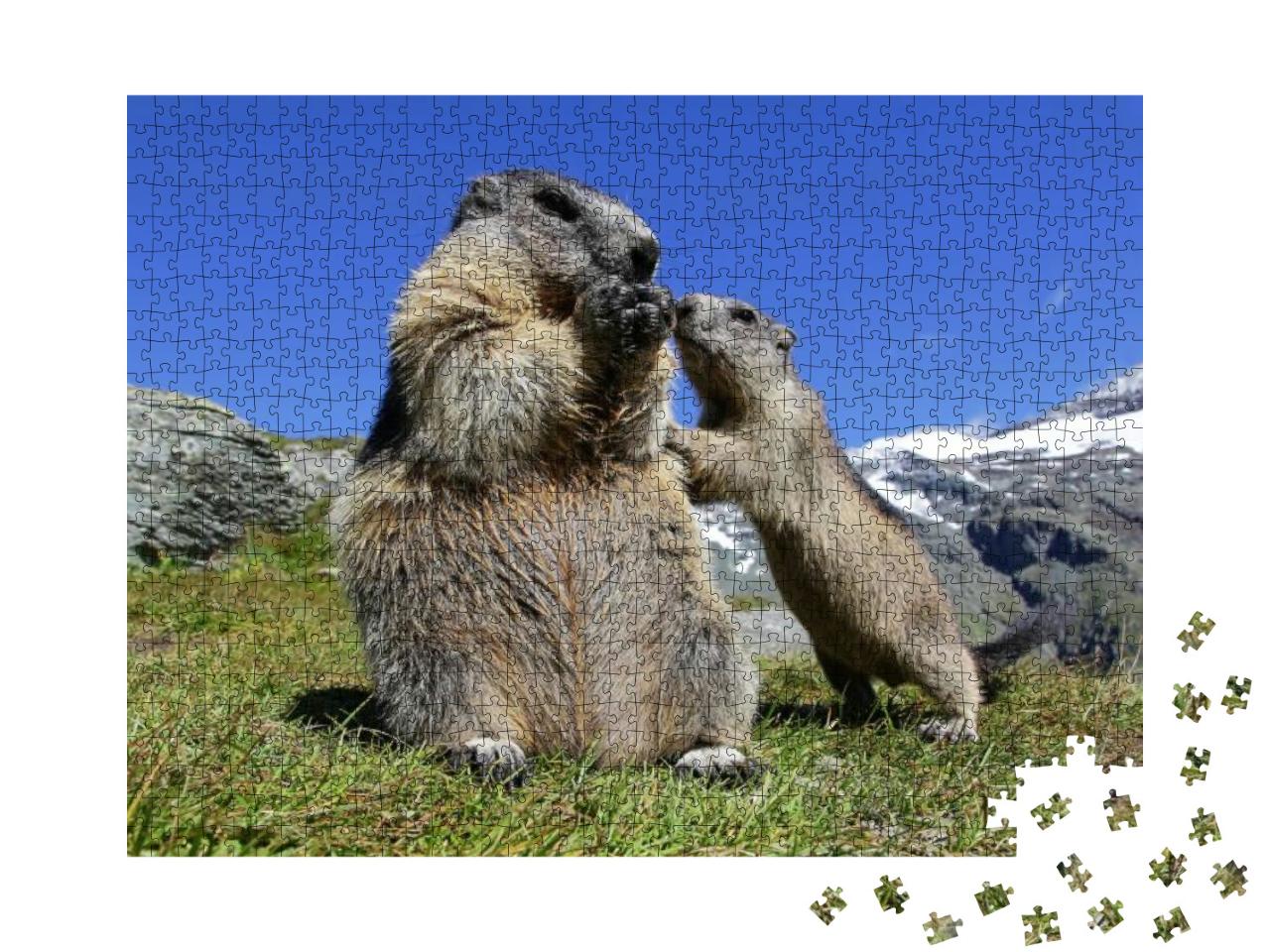 Puzzle 1000 Teile „Murmeltiermutter mit ihrem neugierigen Jungtier, Österreich“