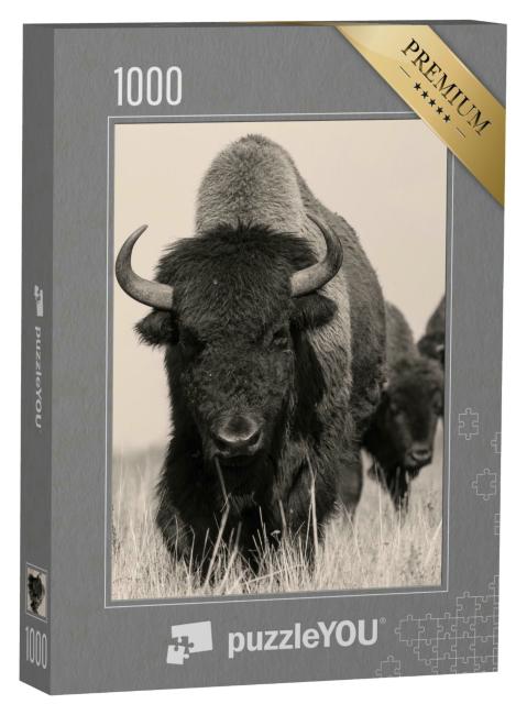 Puzzle 1000 Teile „Amerikanischer Bison oder Büffel “