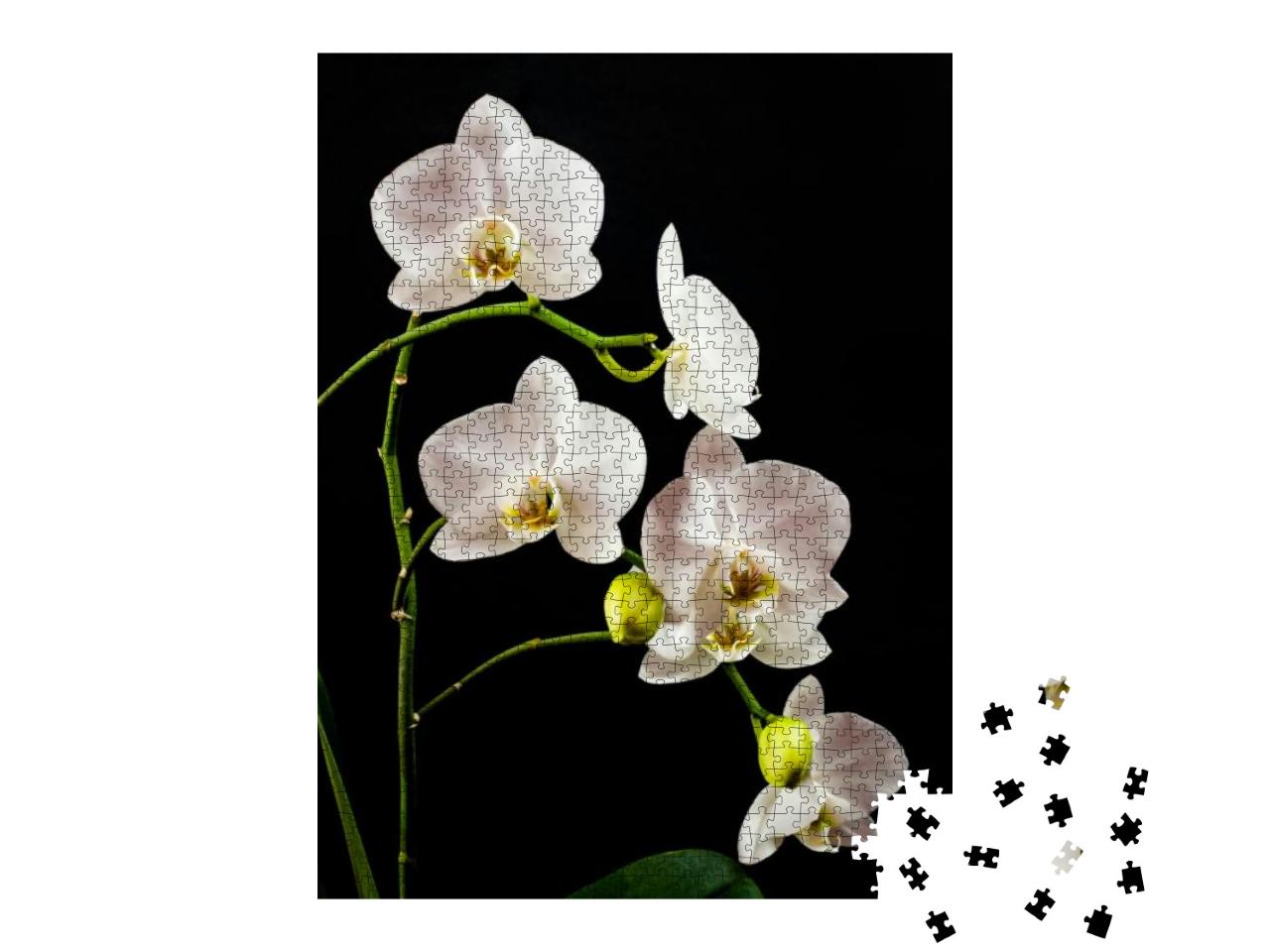 Puzzle 1000 Teile „Weißer Orchideenzweig voller Blüten“