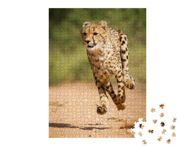Puzzle 1000 Teile „Schneller Gepard, Kruger Park, Südfrika“