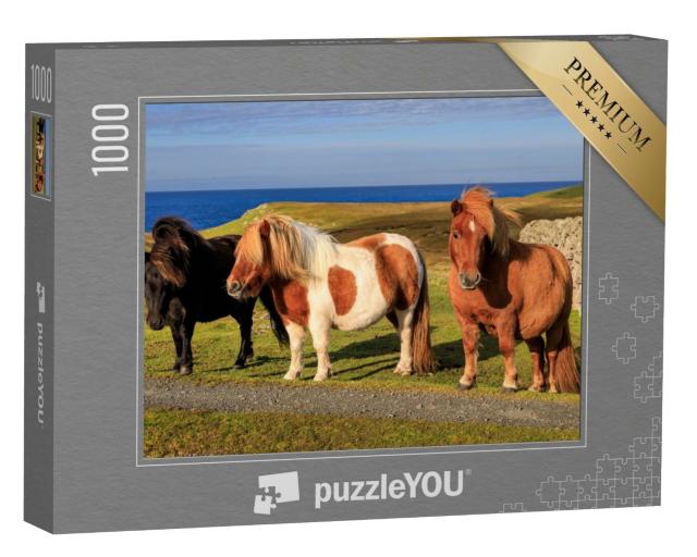 Puzzle 1000 Teile „Drei Shetlandponys an der Küste Schottlands“
