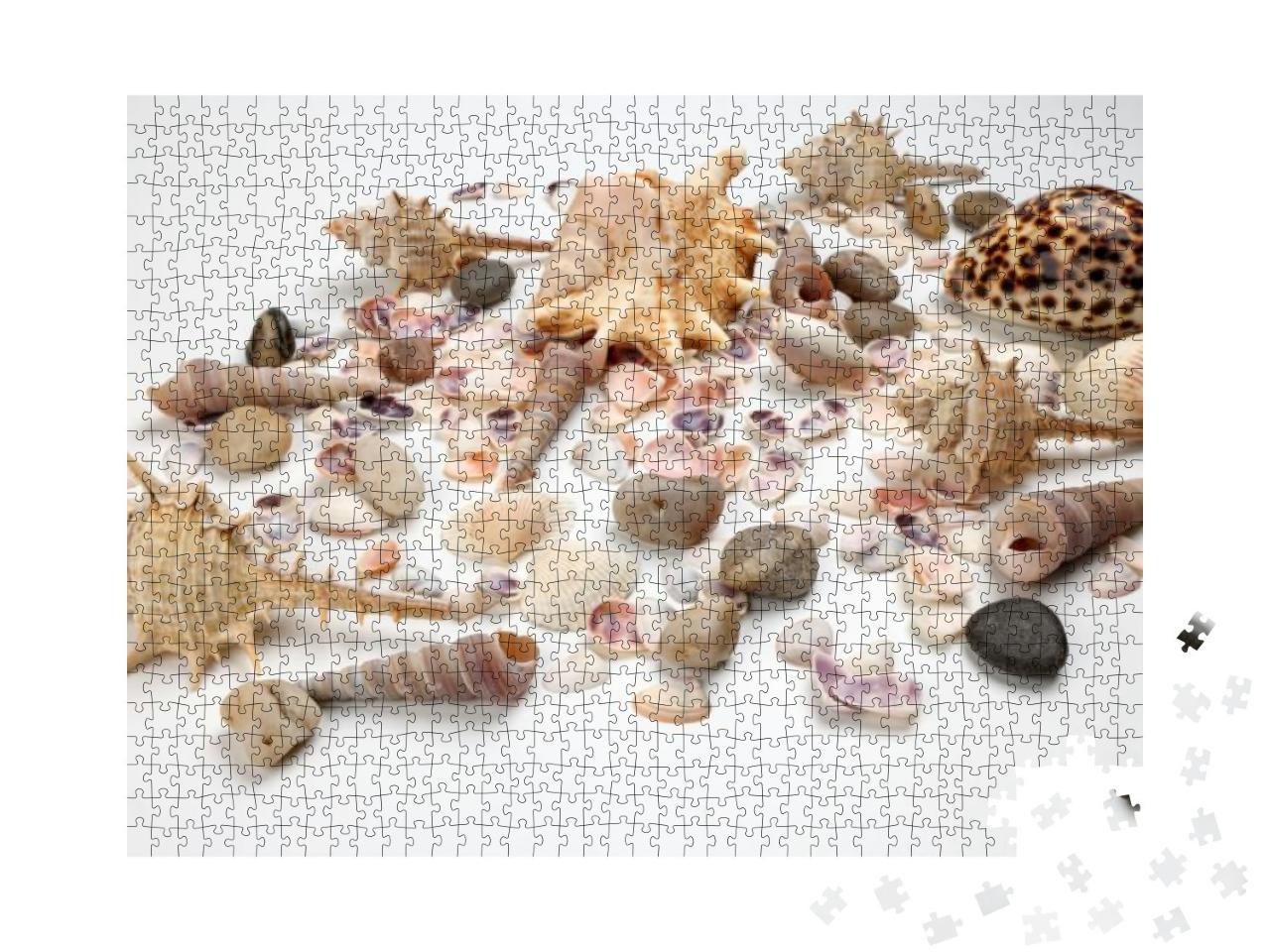 Puzzle 1000 Teile „Triton Muscheln“