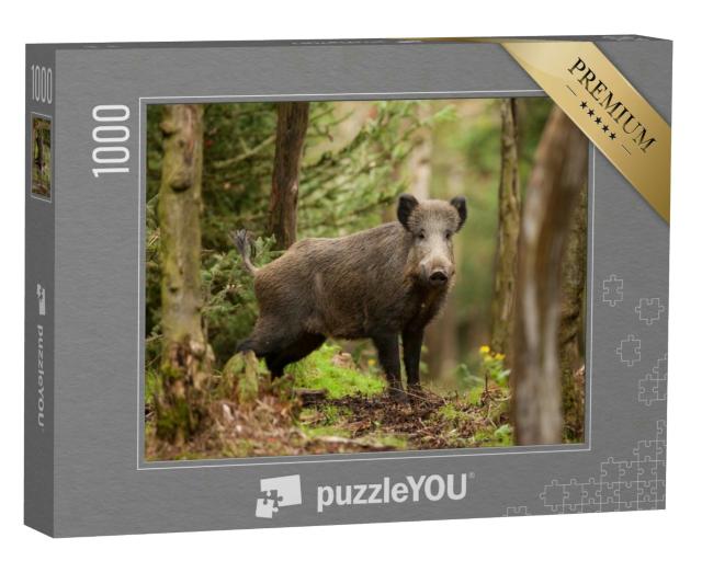 Puzzle 1000 Teile „Wildschwein in der Tschechischen Republik“
