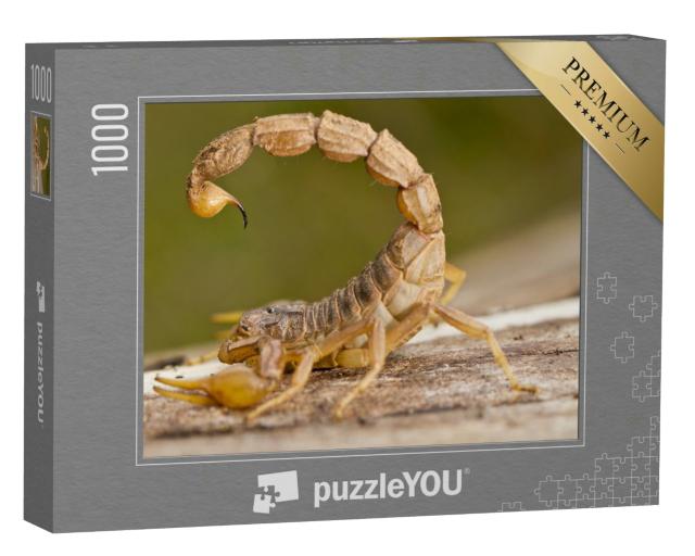 Puzzle 1000 Teile „Detailaufnahme eines Buthus-Skorpions“
