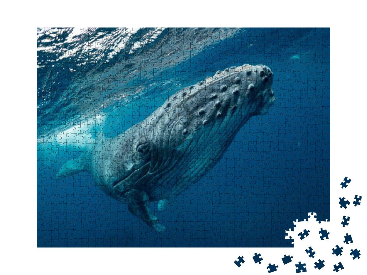 Puzzle 1000 Teile „Ein schwimmender Buckelwal im Meer“