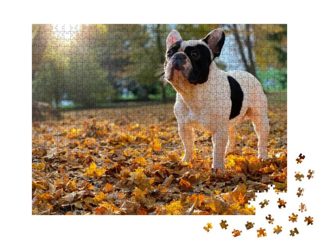 Puzzle 1000 Teile „Eine Französische Bulldogge sitzt“
