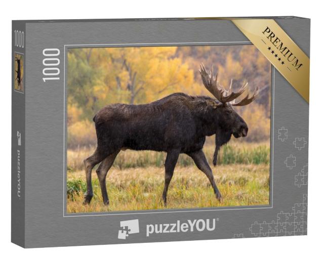Puzzle 1000 Teile „Elchbulle beim Spaziergang im Regen“
