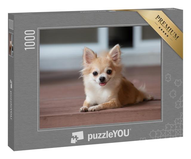 Puzzle 1000 Teile „Ein Chihuahua sitzt auf dem Boden“