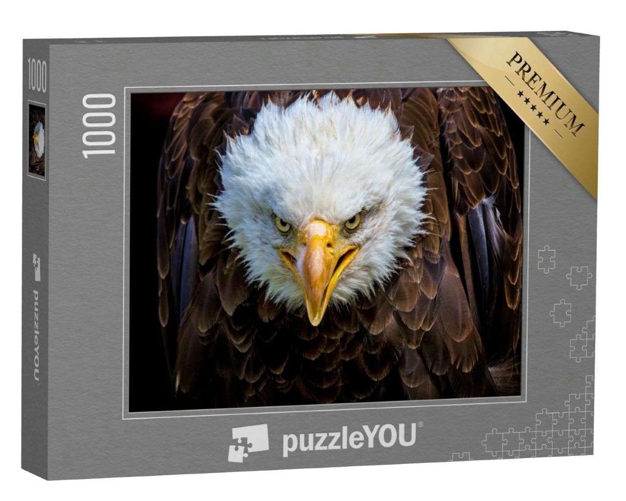 Puzzle 1000 Teile „Portrait eines Weißkopfseeadlers“
