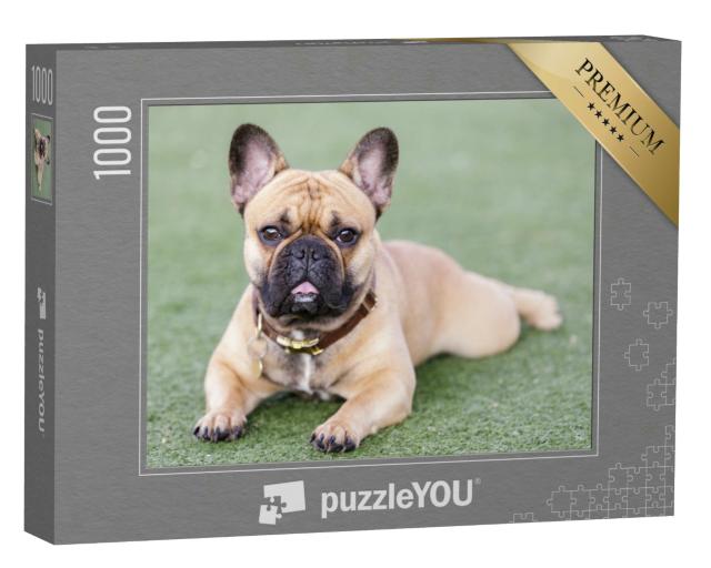 Puzzle 1000 Teile „Welpe Französische Bulldogge “