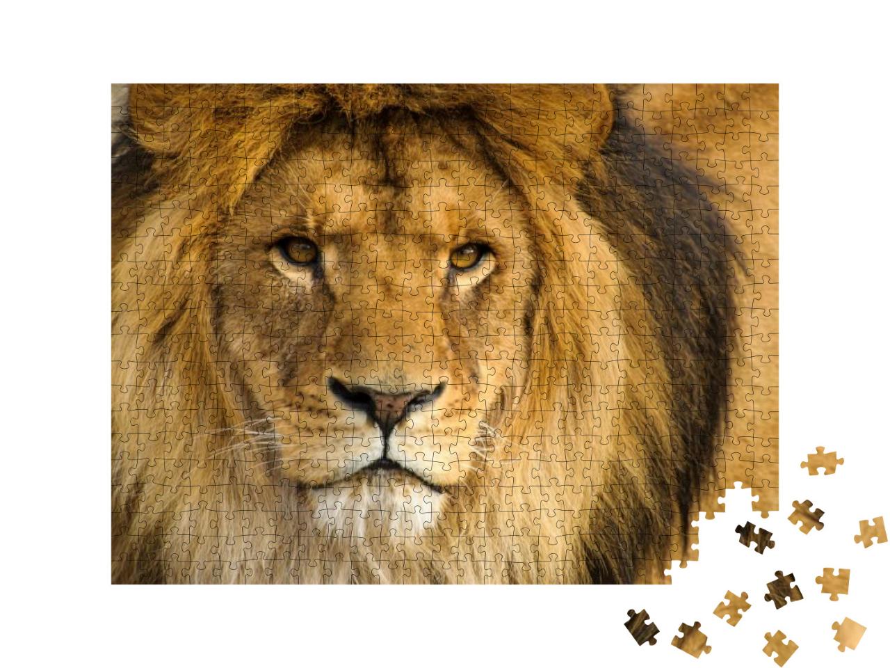 Puzzle 500 Teile „Portrait eines männlichen Löwen“