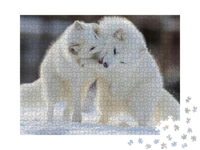Puzzle 1000 Teile „Polarfüchse beim Kampf“