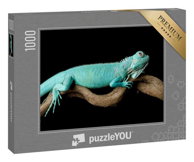 Puzzle 1000 Teile „Blauer Leguan, Cyclura Lewisi“