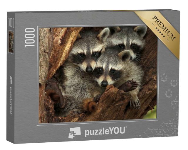 Puzzle 1000 Teile „Drei kuschelige Waschbären in einer Baumhöhle“