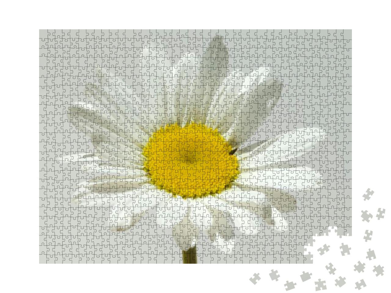 Puzzle 1000 Teile „Wiesenschaumkraut Leucanthemum vulgare“