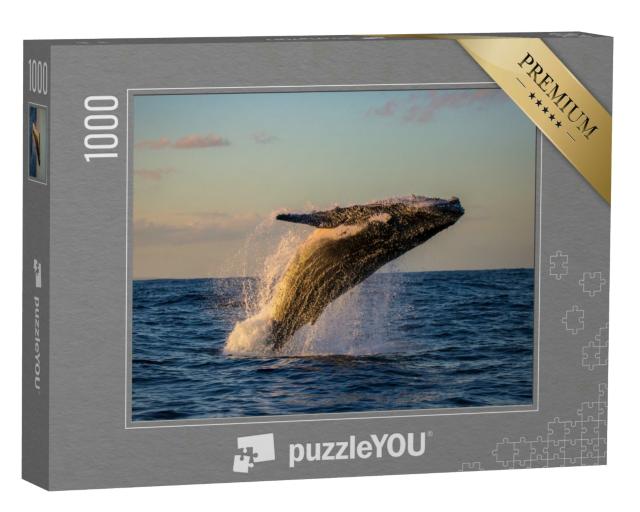 Puzzle 1000 Teile „Buckelwal beim Sprung in der Abenddämmerung“