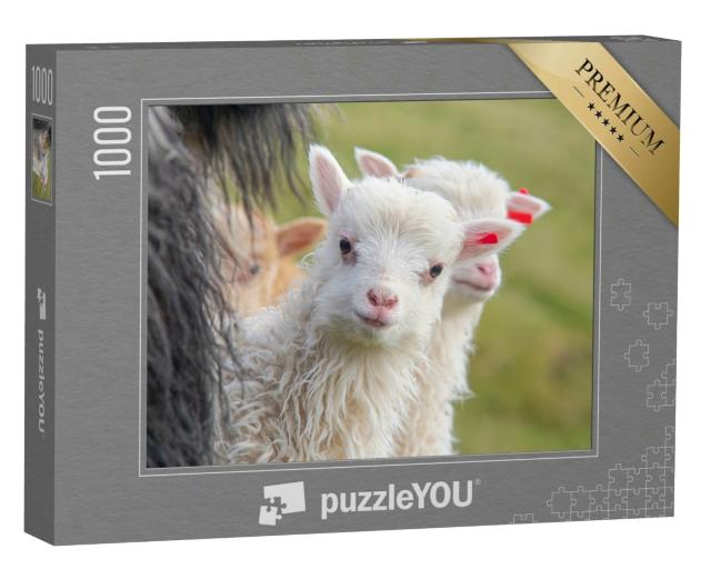 Puzzle 1000 Teile „Ein Lamm schaut neurgierig in die Kamera“