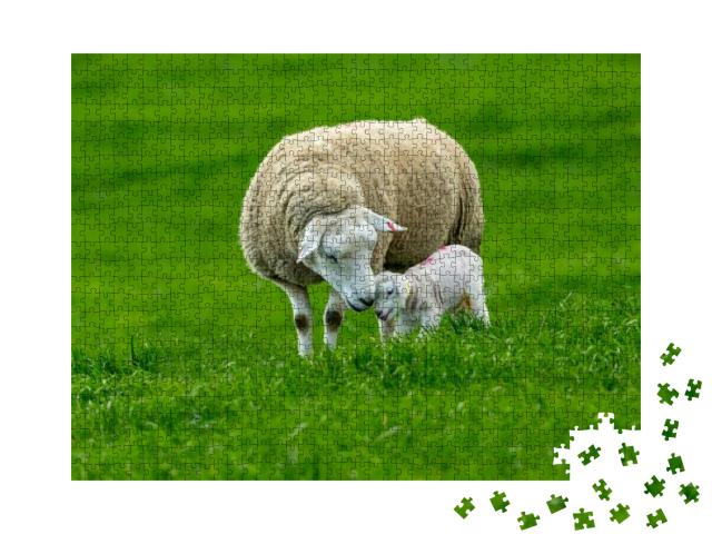 Puzzle 1000 Teile „Ein Schaf mit seinem neugeborenen Lamm “