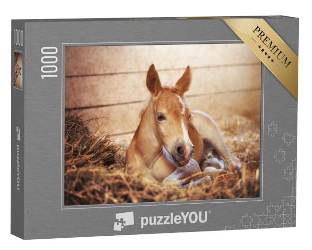 Puzzle 1000 Teile „Ein Haflingerfohlen im Stall“