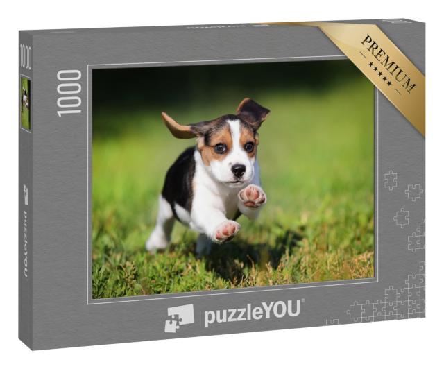 Puzzle 1000 Teile „Ein Beagle-Welpe im Gras“