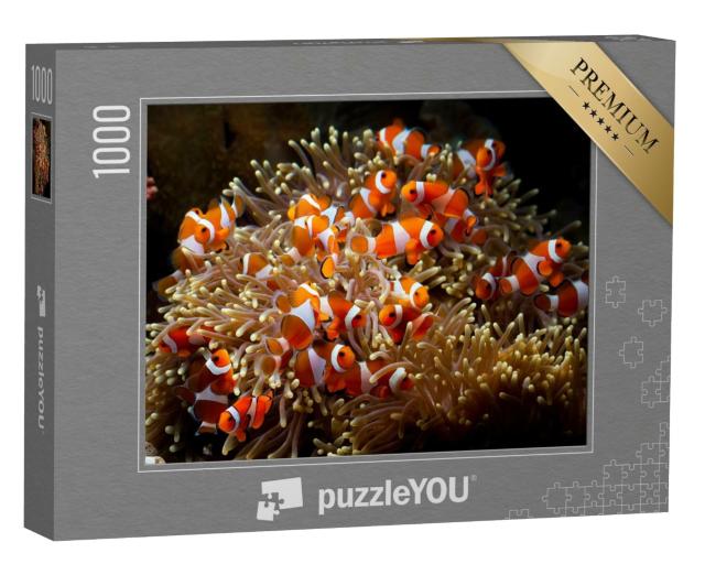 Puzzle 1000 Teile „Niedliche Anemonenfische spielen auf dem Korallenriff“