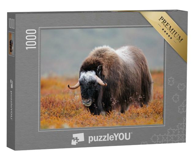Puzzle 1000 Teile „Moschusochse in einer Herbstlandschaft, Dovrefjell, Norwegen“