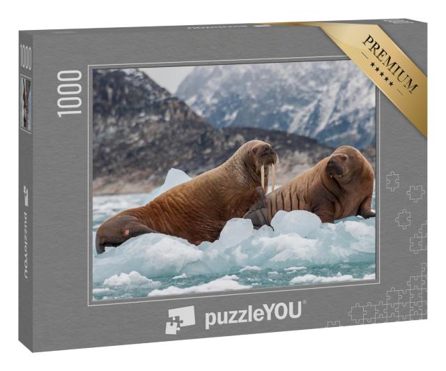 Puzzle 1000 Teile „Walross und sein Junges auf dem Eis eines Fjords, Ostgrönland“