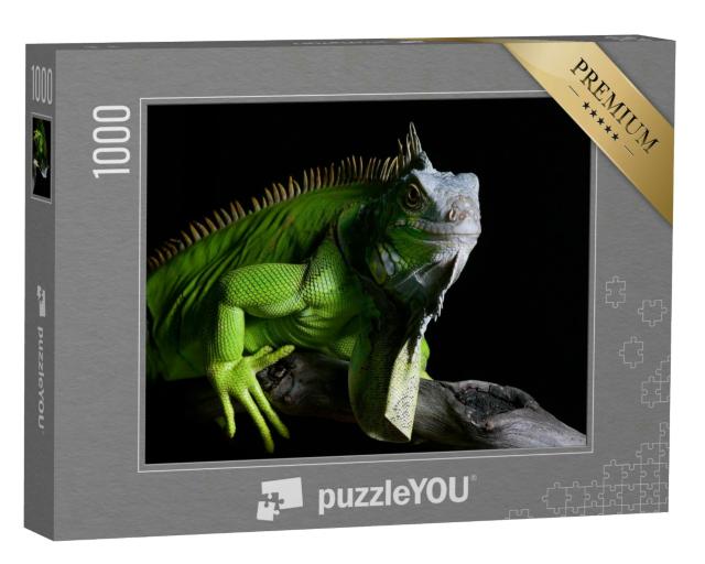 Puzzle 1000 Teile „Großer grüner Leguan  “