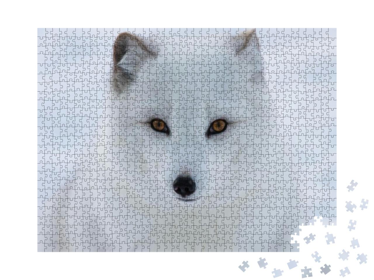 Puzzle 1000 Teile „Portrait eines Polarfuchses“