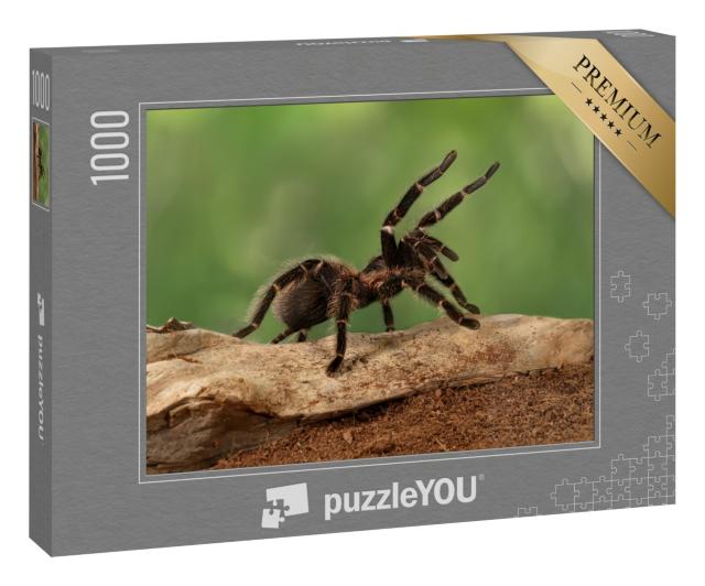 Puzzle 1000 Teile „Nahaufnahme eines Tarantula-Weibchens in bedrohlicher Haltung“