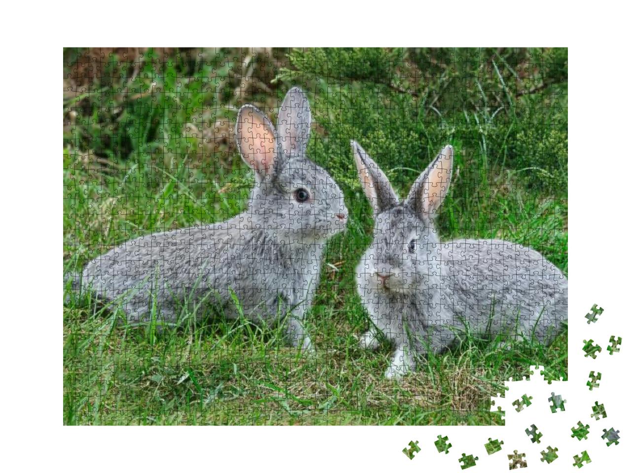 Puzzle 1000 Teile „Flauschige graue Kaninchen auf dem grünen Gras“