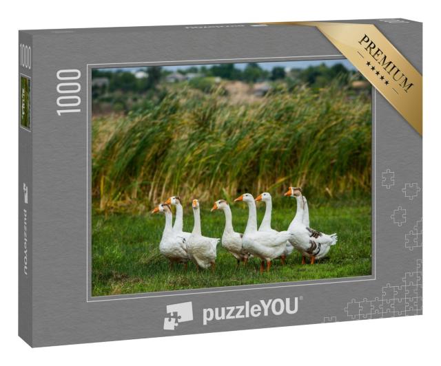 Puzzle 1000 Teile „Weiße Gänse beim Spaziergang“