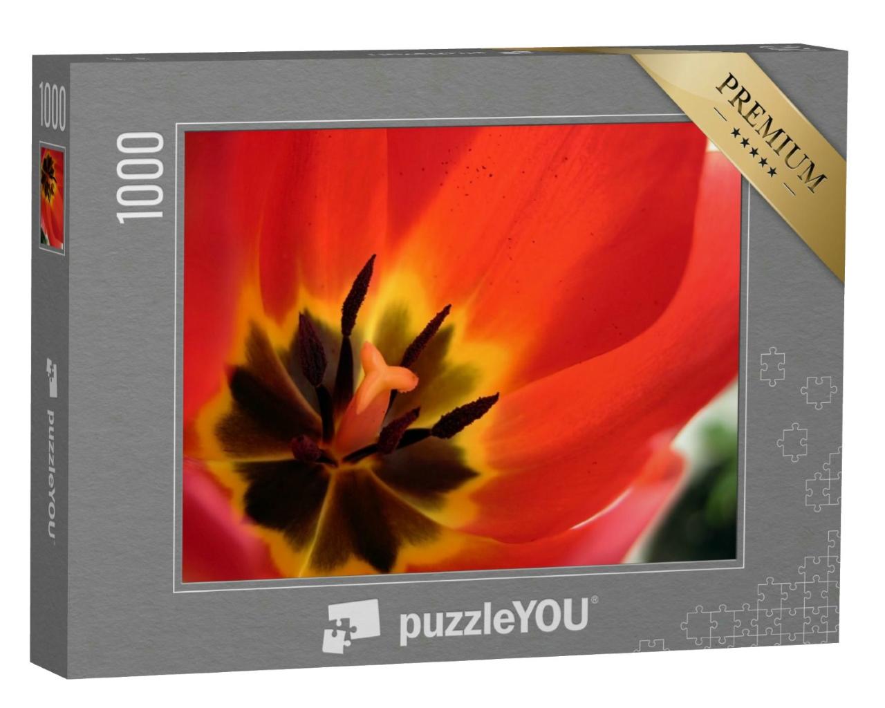 Puzzle 1000 Teile „Tulpe von innen als Nahaufnahme“