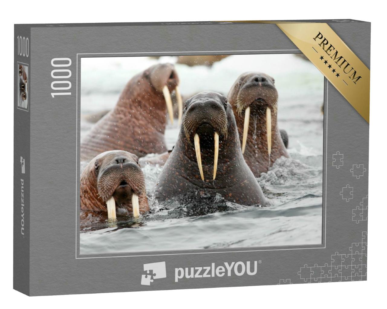 Puzzle 1000 Teile „Eine Gruppe von Walrossen im Wasser“