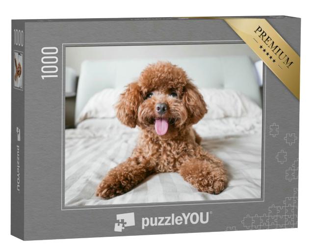 Puzzle 1000 Teile „Niedlicher Toy-Pudel auf dem Bett“