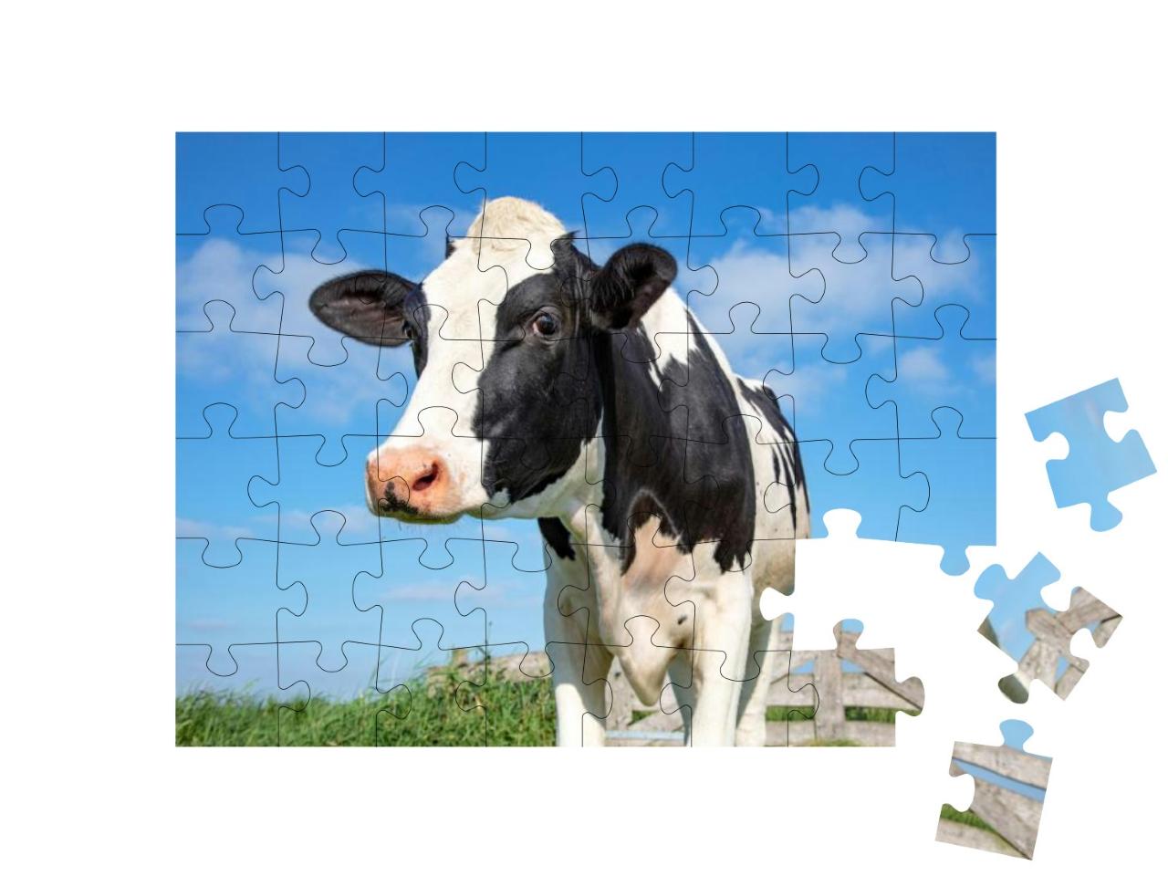 Puzzle 48 Teile „Auge in Auge mit einer Kuh“