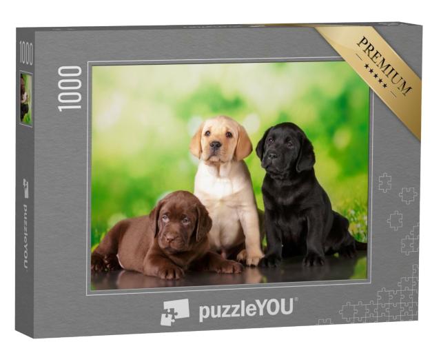 Puzzle 1000 Teile „Dreifach süß: Ein brauner, ein goldener und ein schwarzer Labrador-Welpe“