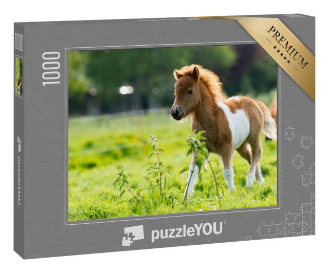 Puzzle 1000 Teile „Niedliches Shetlandfohlen erkundet die Welt“