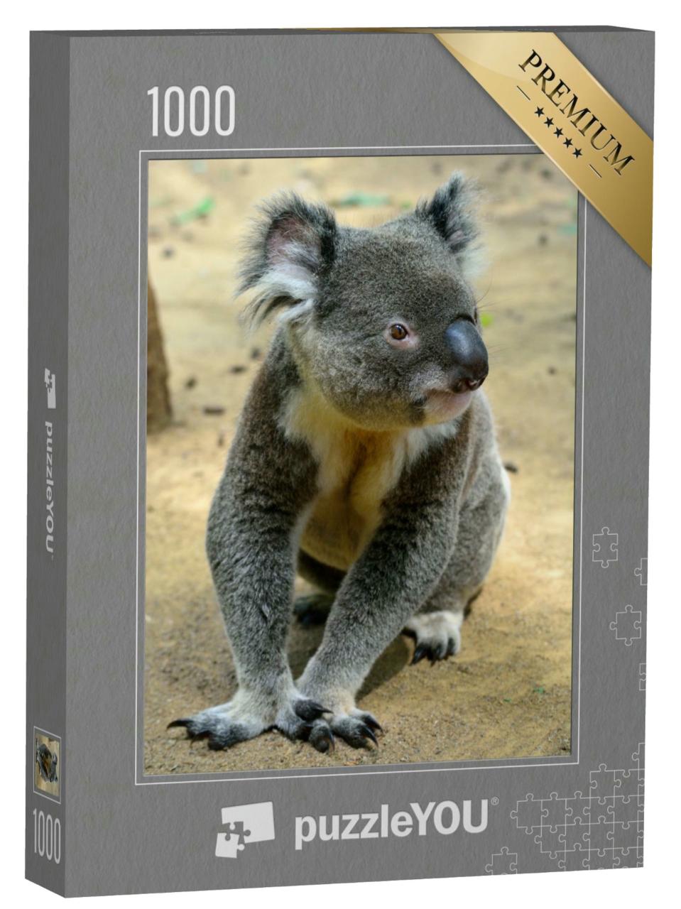 Puzzle 1000 Teile „Koala, auf dem Boden sitzend, Queensland, Australien“