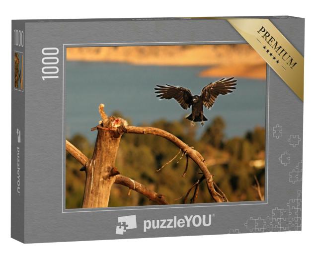 Puzzle 1000 Teile „Ein Kolkrabe beim Klau der Beute eines Gänsegeiers“